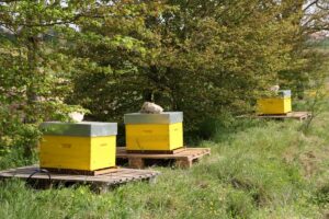 installation des ruches à l'écurie